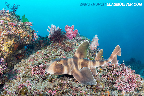 Japanese Bullhead Shark Pictures. Images of Heterodontus japonicus.